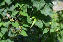 Cynanchum wilfordii