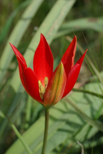 Orange Wild Tulip (Tulipa orphanidea)