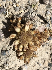 Aphyllon fasciculatum