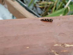 Mystacides longicornis