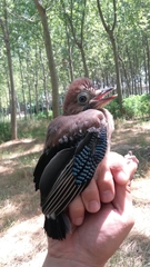 Garrulus glandarius albipectus