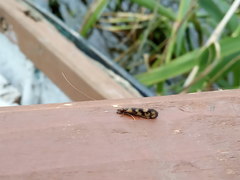 Mystacides longicornis