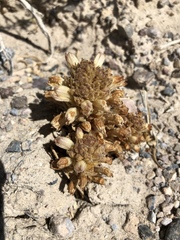 Aphyllon fasciculatum