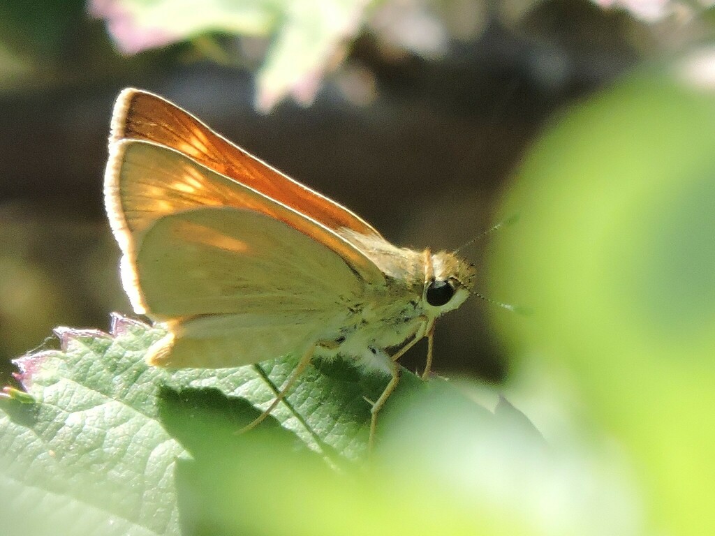 Ochlodes yuma sacramentorum