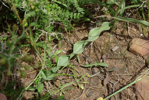 Image of Tulipa orphanidea by (c) gwynmwilliams, some rights reserved (CC BY)