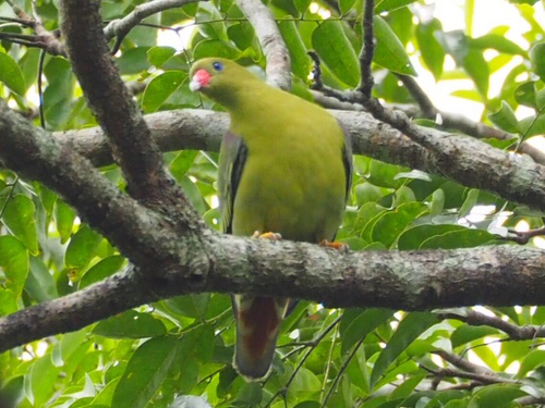 African Green-Pigeon