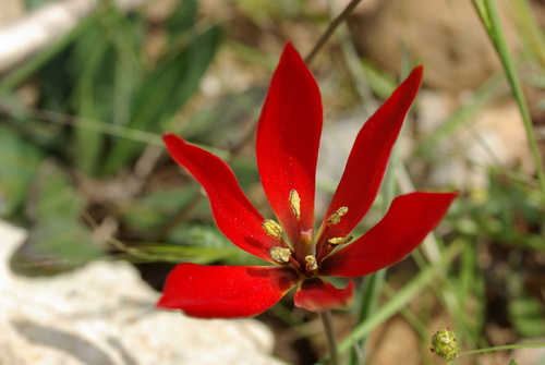 Tulipa orphanidea, photograph 4