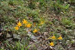 Hemerocallis hakuunensis