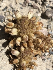 Aphyllon fasciculatum