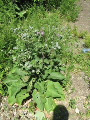 Arctium tomentosum