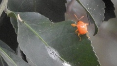Clinolabus buqueti