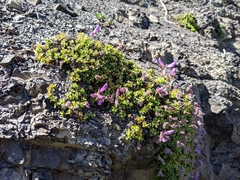 Penstemon davidsonii