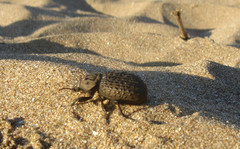 Scotobius pilularius