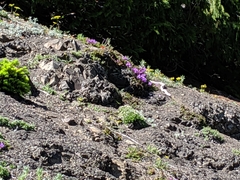 Penstemon davidsonii