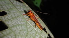 Oberea fuscipennis