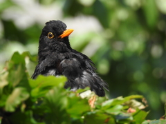Turdus merula