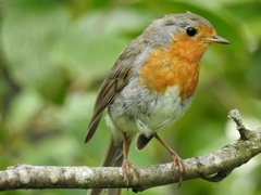 Erithacus rubecula