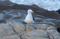 Larus atlanticus