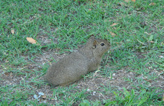 Galea leucoblephara