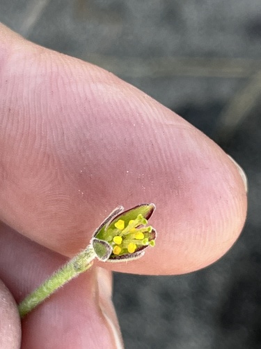 Image of Oxalis heterophylla by (c) Charleen Brunke, some rights reserved (CC BY)