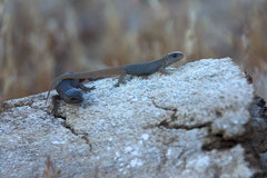 Xantusia vigilis