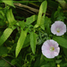 Calystegia pubescens - Photo (c) Lee, seong-won, algunos derechos reservados (CC BY-NC), uploaded by Lee, seong-won