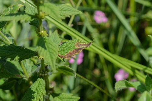 Phytomyza lycopi