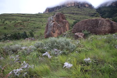 Lotononis lotononoides