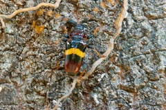Trachyderes elegans