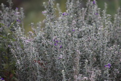 Lotononis lotononoides