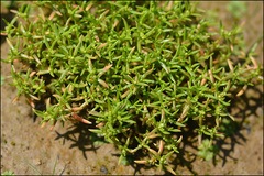 Crassula aquatica
