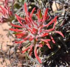 Castilleja chromosa