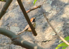 Aegithalos concinnus iredalei