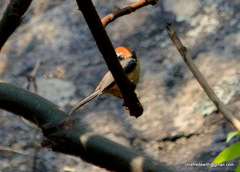 Aegithalos concinnus iredalei