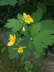 Chelidonium majus