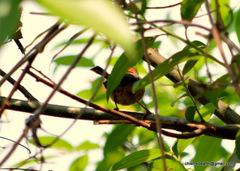 Aegithalos concinnus iredalei