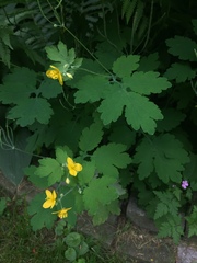Chelidonium majus