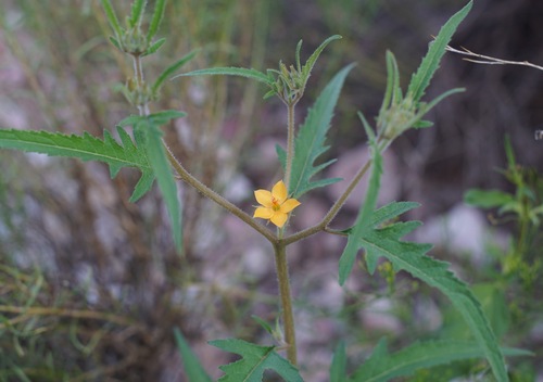 Image of Mentzelia asperula by (c) Andrew Tree, some rights reserved (CC BY)