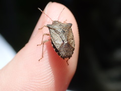 Euschistus variolarius