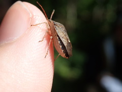 Euschistus variolarius