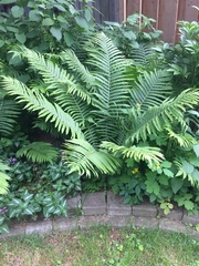 Matteuccia struthiopteris