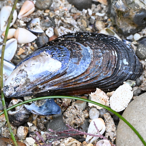 California Mussel, Newport Beach, CA, USA, photo 9 of 10