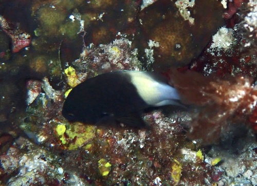 Indian Half-and-half Chromis