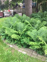 Matteuccia struthiopteris