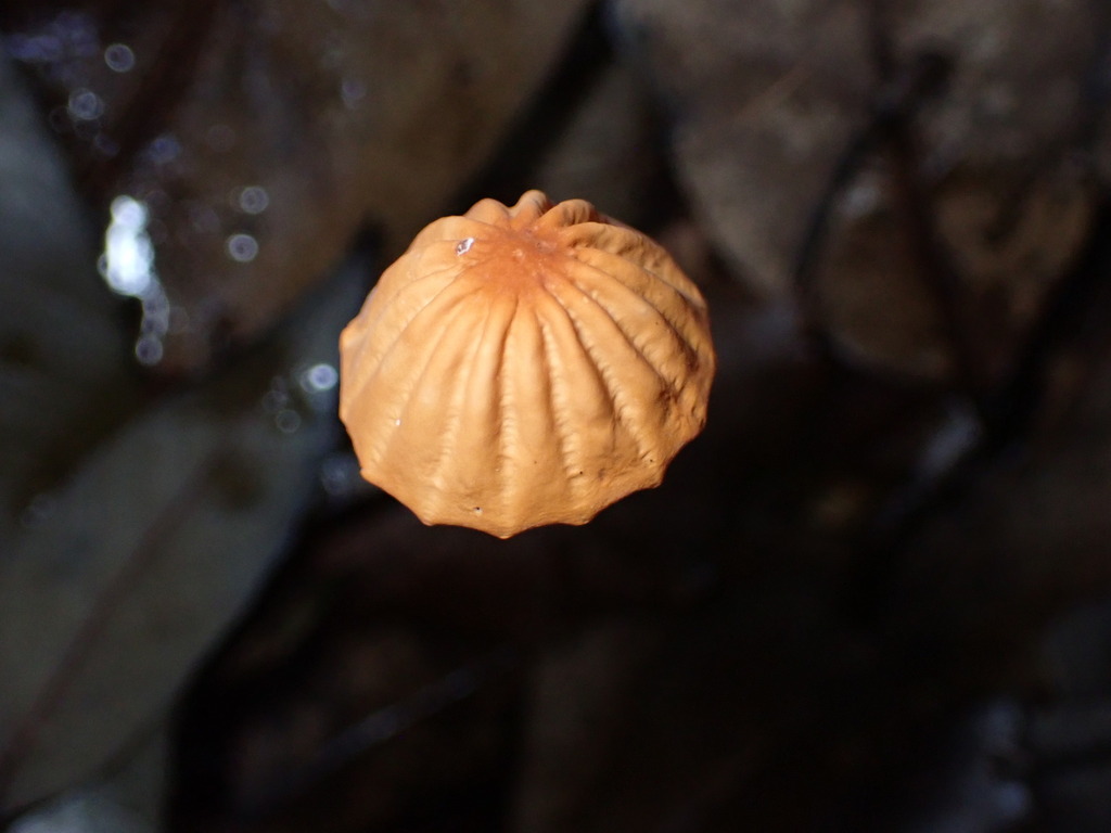 Marasmius siccus · July 2024 · photo: © sus_scrofa (iNaturalist, cc-by)