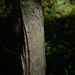 Jicoria Blanca - Photo (c) Dendroica cerulea, algunos derechos reservados (CC BY-NC-SA)