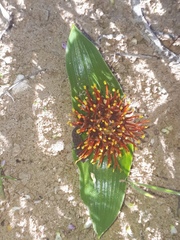 Daubenya zeyheri