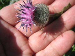 Arctium tomentosum