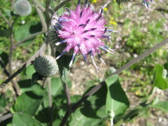 Arctium tomentosum