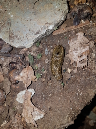 Geomalacus maculosus